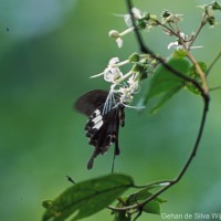 Papilio helenus Linnaeus, 1758